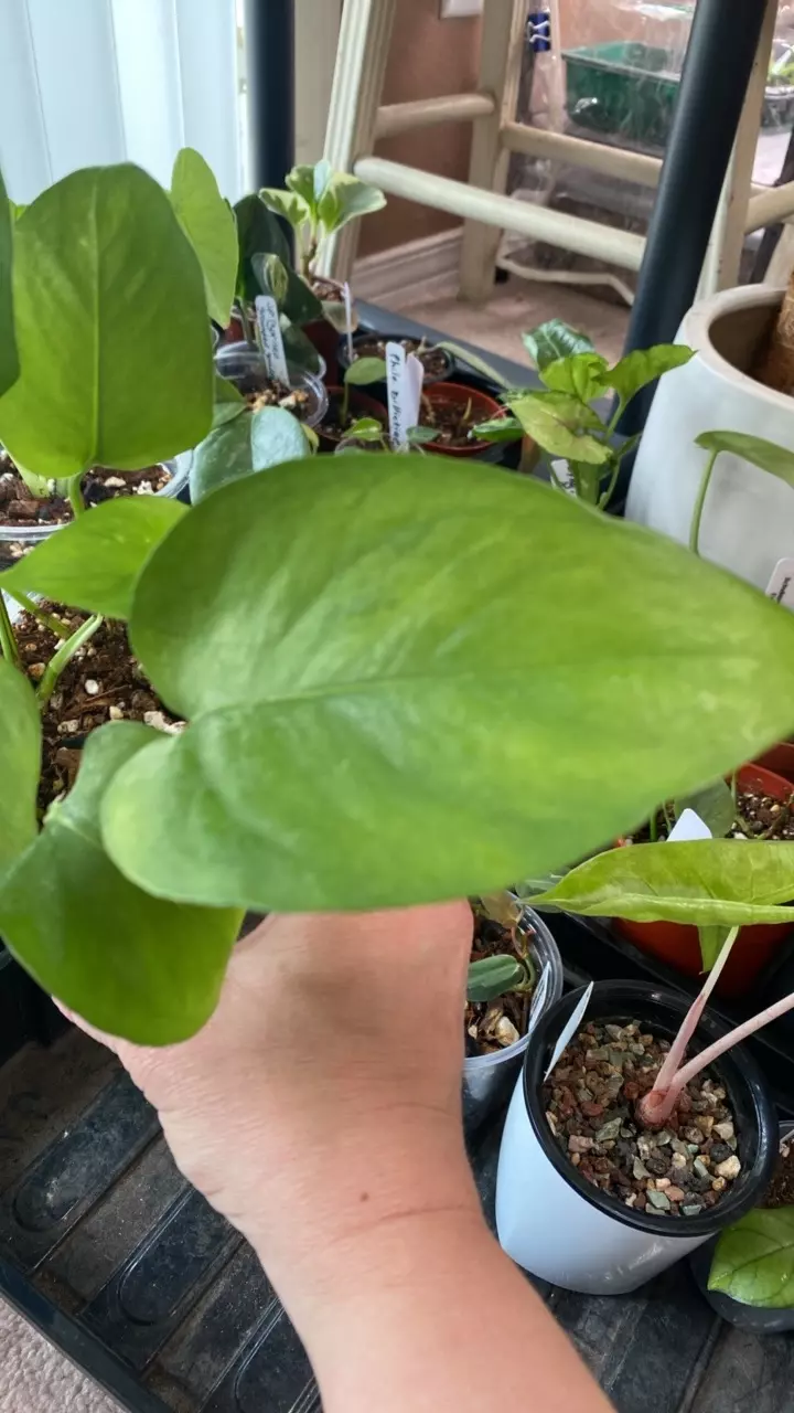 Jessenia Pothos thumbnail
