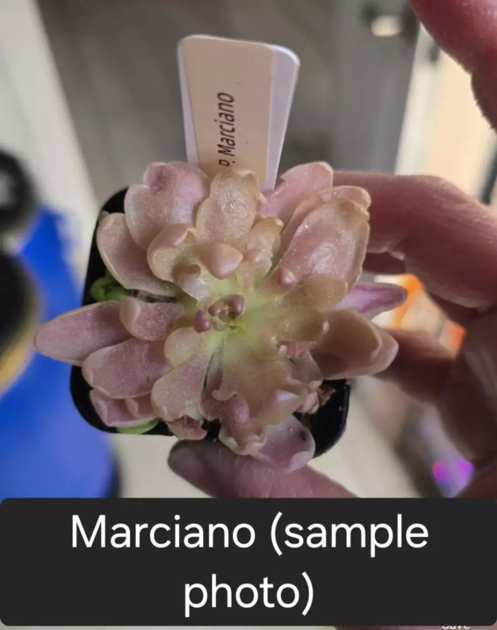 Ping Marciano thumbnail