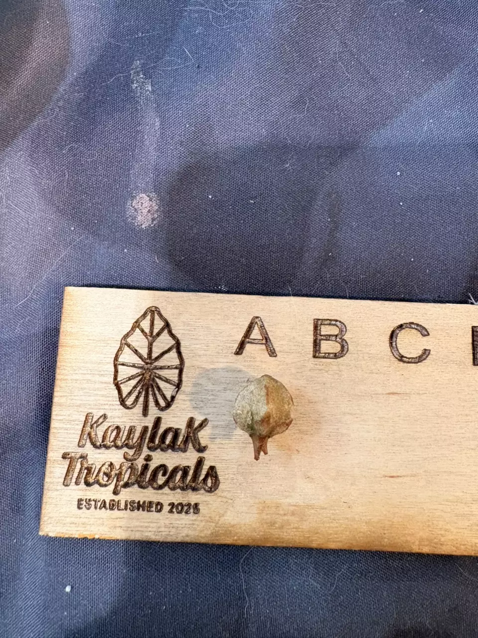 Longiloba Suhirmaniana Purple CORM thumbnail