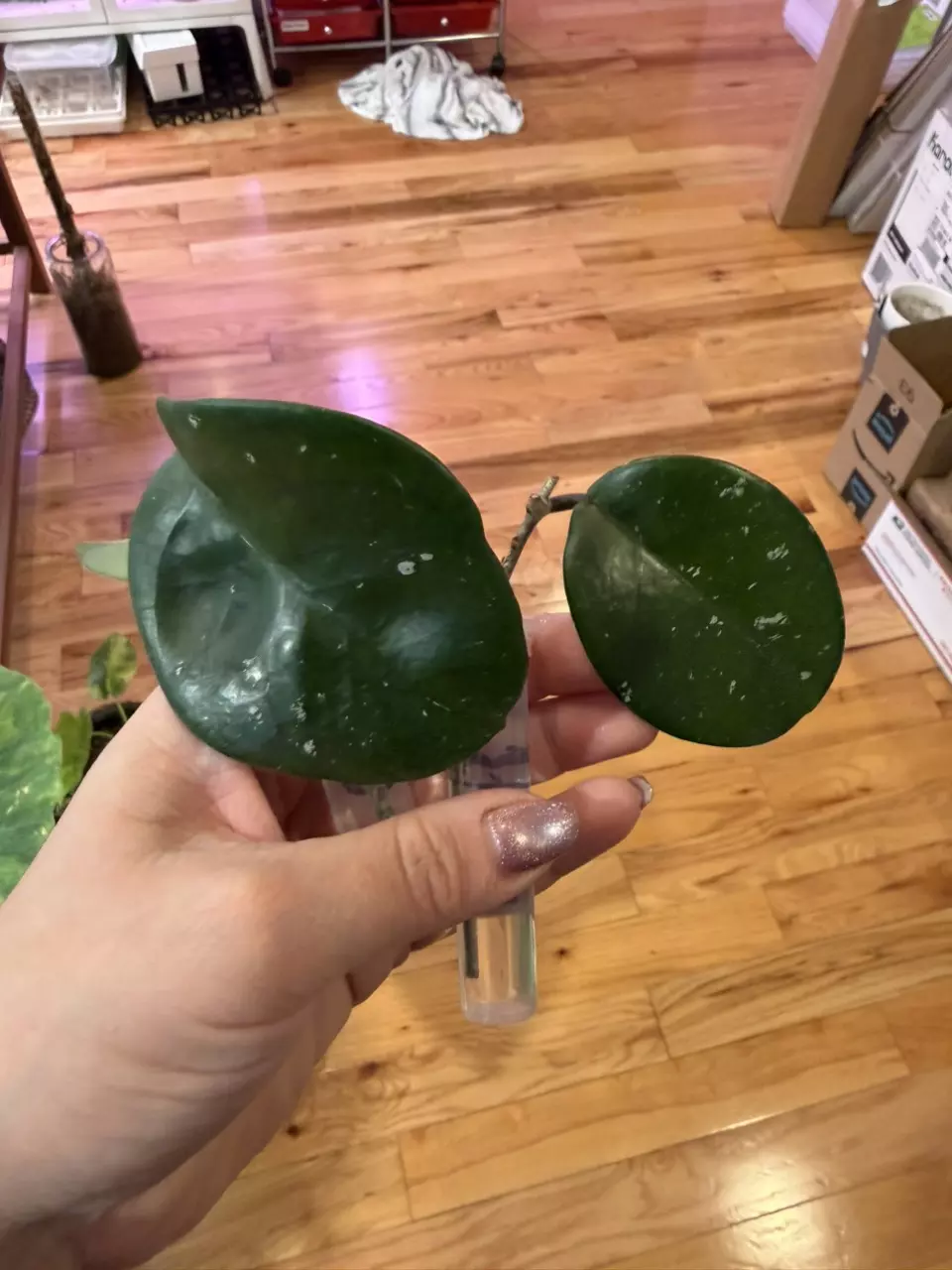 Carnosa Stephen Hoya thumbnail