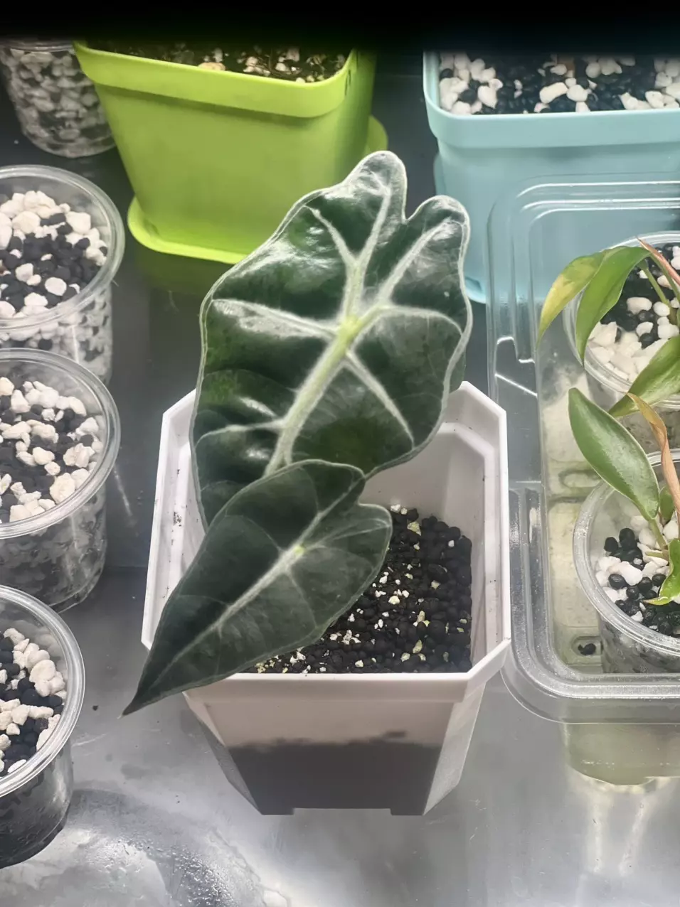 Alocasia Polly Pup thumbnail