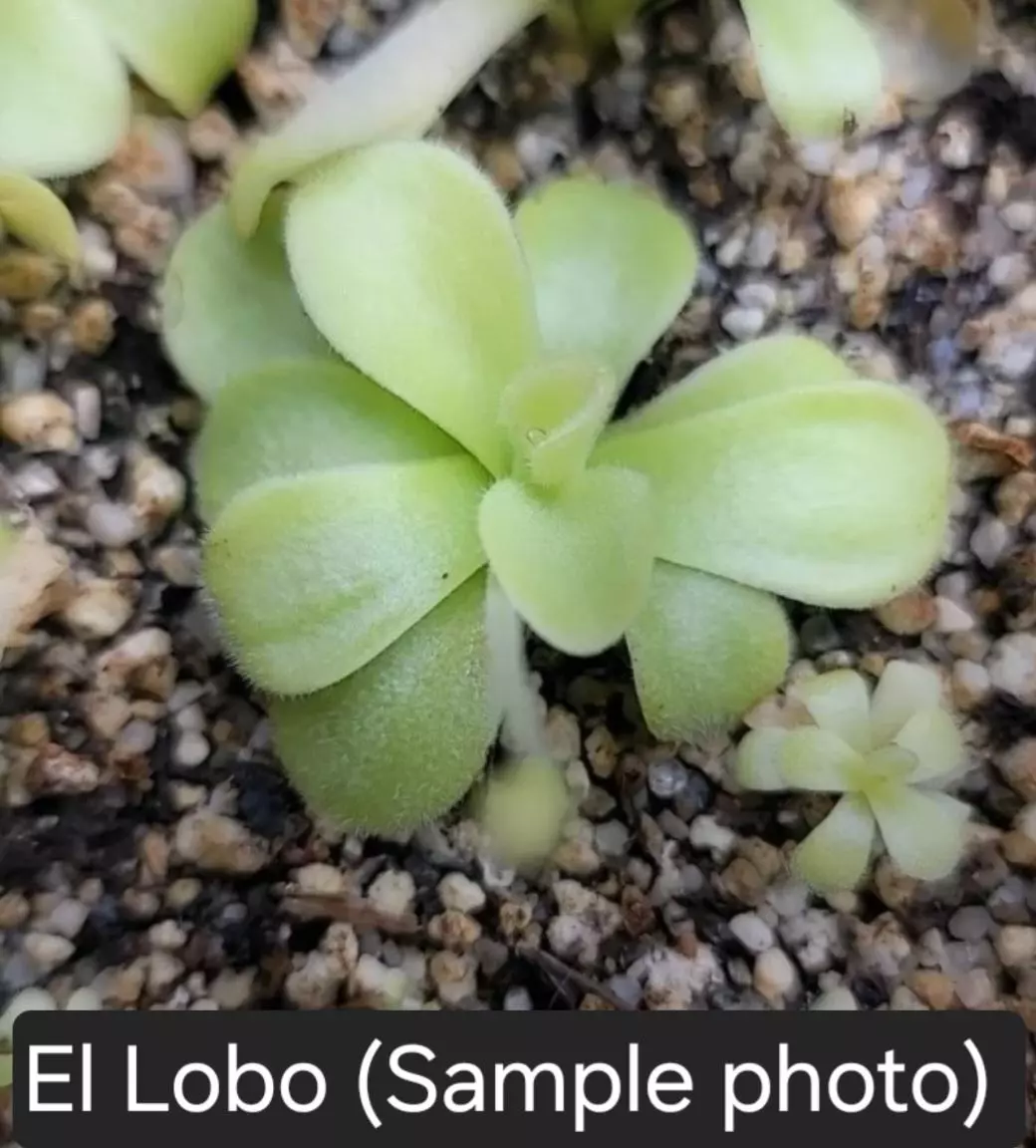 Ping El Lobo thumbnail