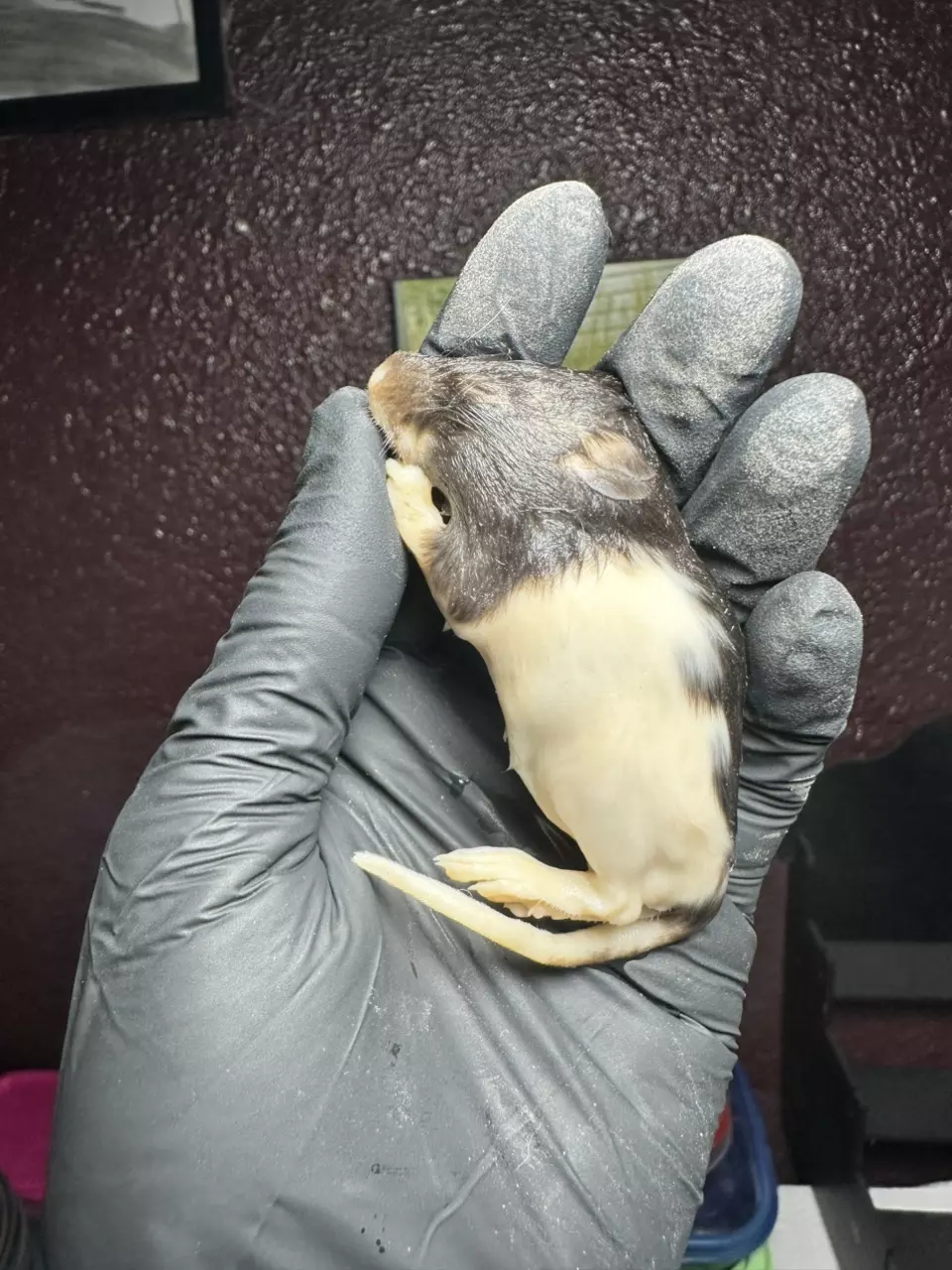 Ethically sourced Wet Specimen Rat Pup NO JAR thumbnail