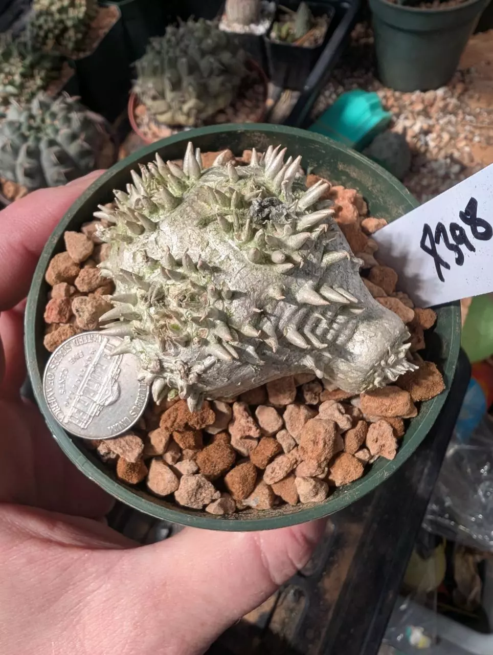 X398 pachy brevi 3.5" pot thumbnail