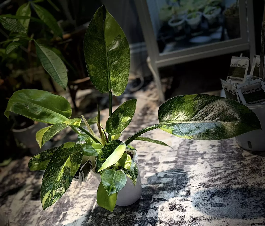 Philodendron Thai Con thumbnail