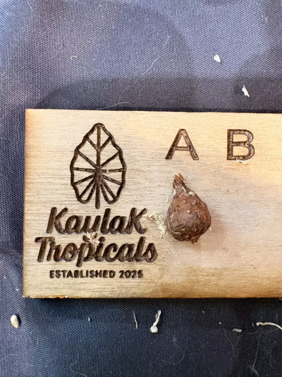 Venusta CORM thumbnail