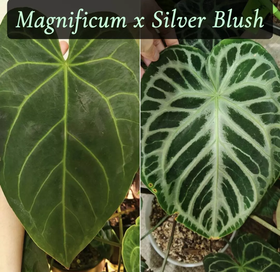 Anthurium Magnificum x Silver Blush thumbnail