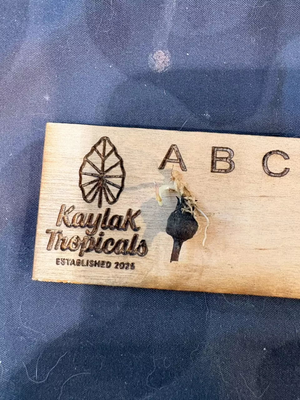 Amazonica Splash sprouted CORM thumbnail