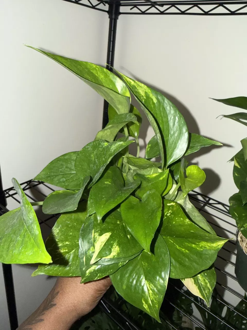 🌿 Golden Pothos 🌿 thumbnail