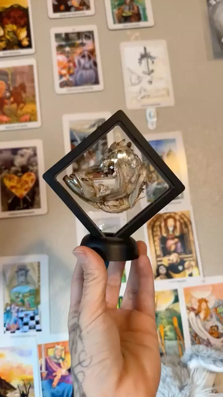 Ethically Sourced Fish Skull in 3D Floating frame display thumbnail