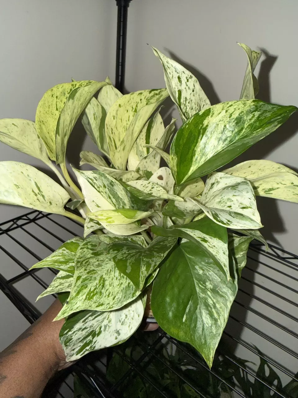 🌿 Marble Pothos  🌿 thumbnail