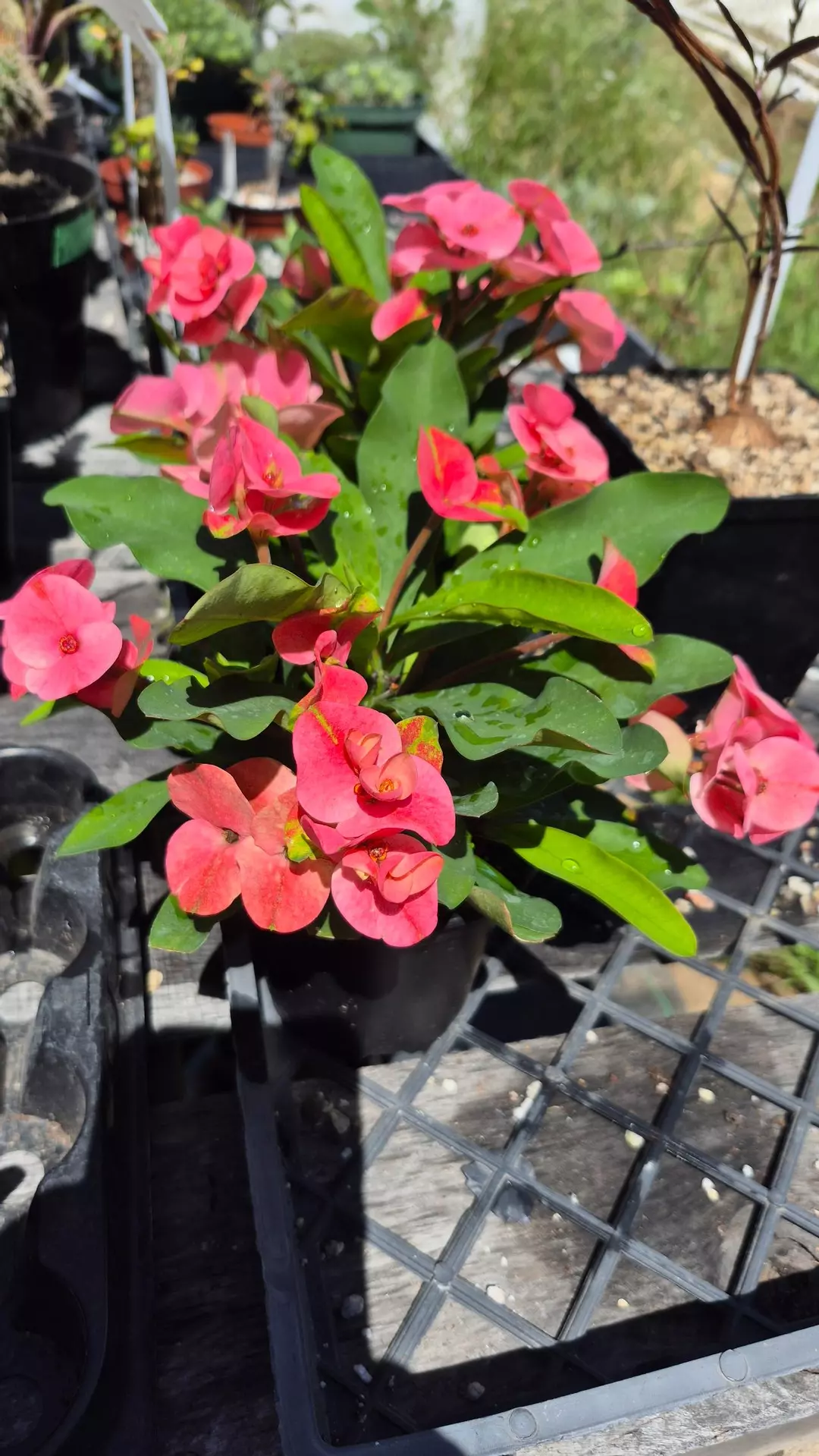 E55 Euphorbia millii 'Charlotte' thumbnail