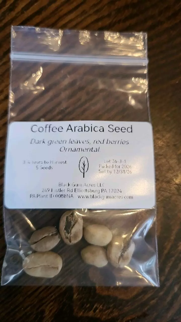 Coffee Arabica SEED 2026 thumbnail