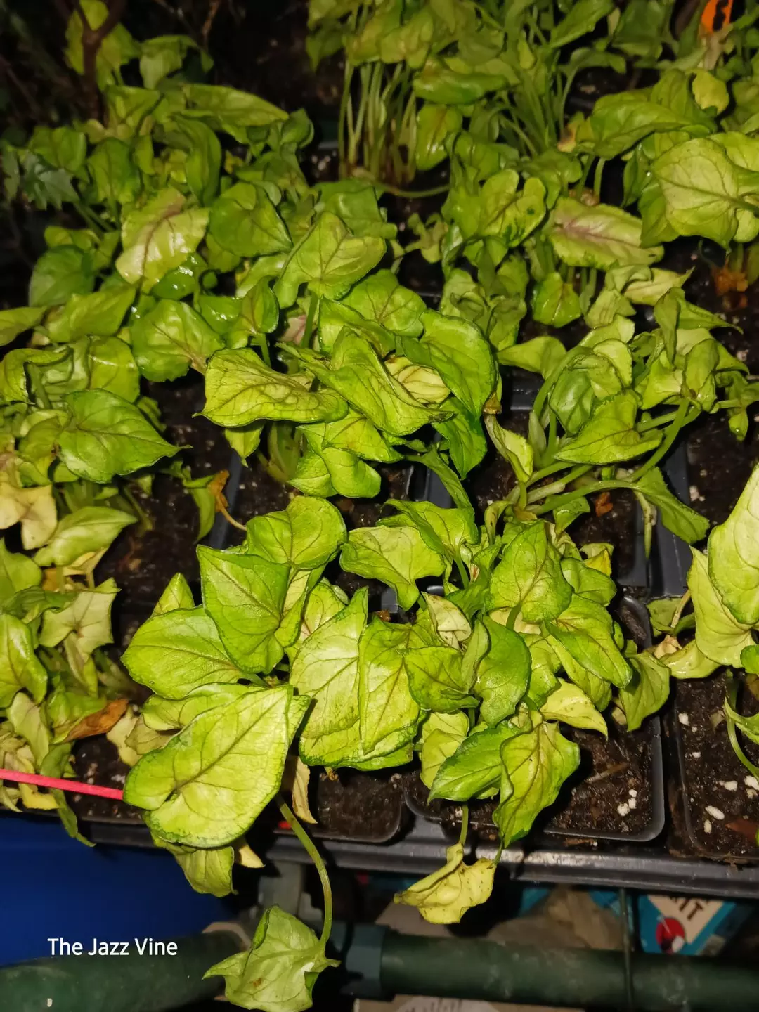 Syngonium Yamin red wine thumbnail