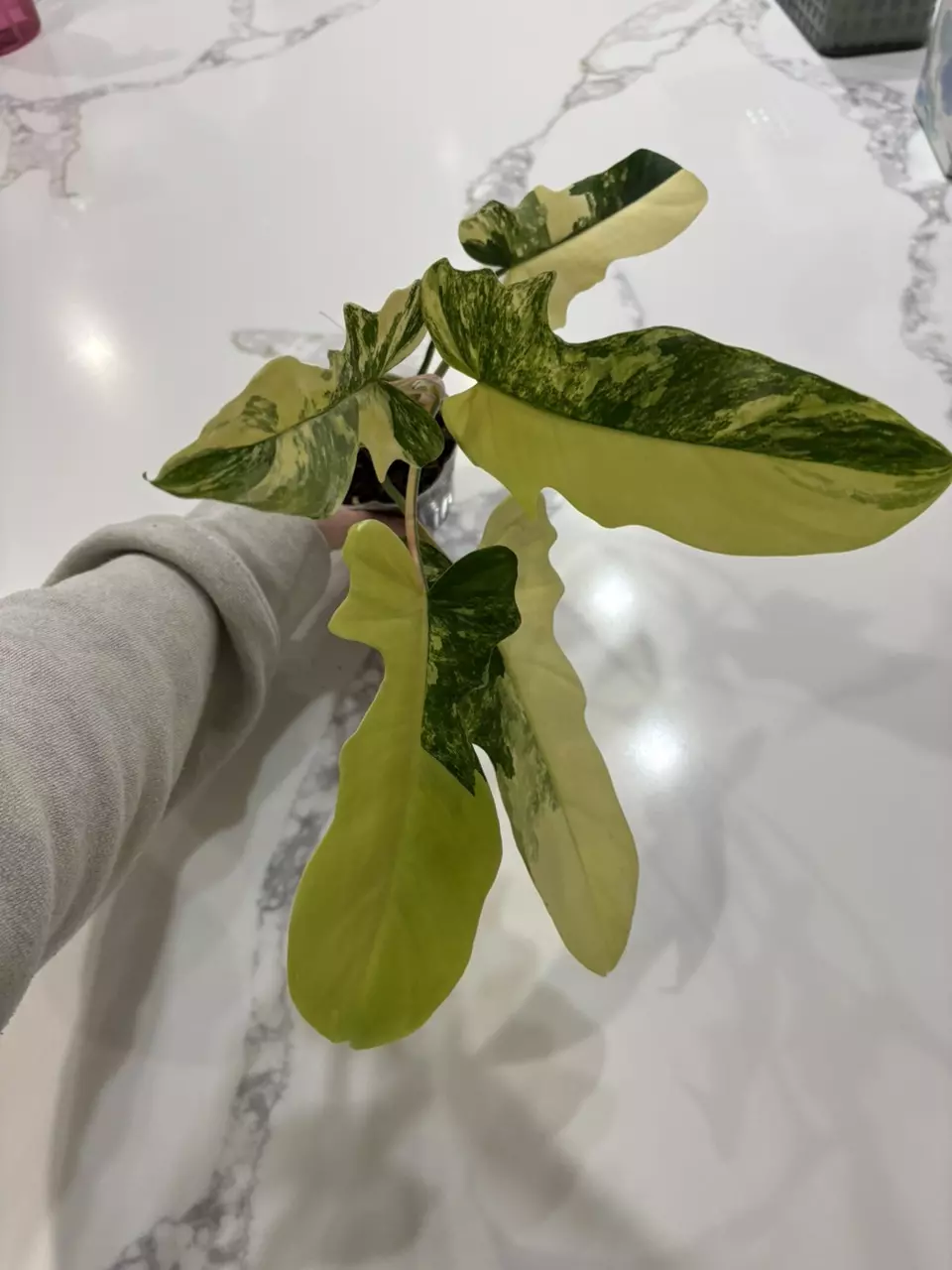 Philodendron Florida Beauty x Philodendron Paraiso Verde thumbnail