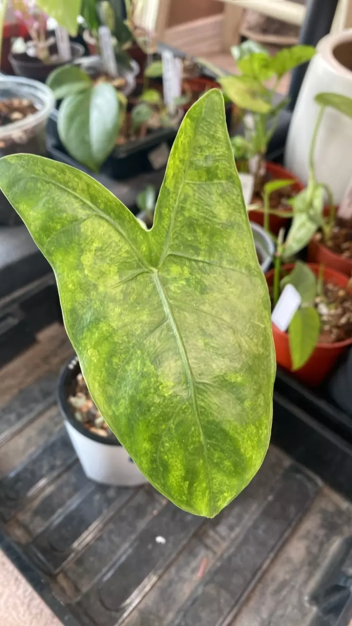 Alocasia Pink Dragon Aurea thumbnail