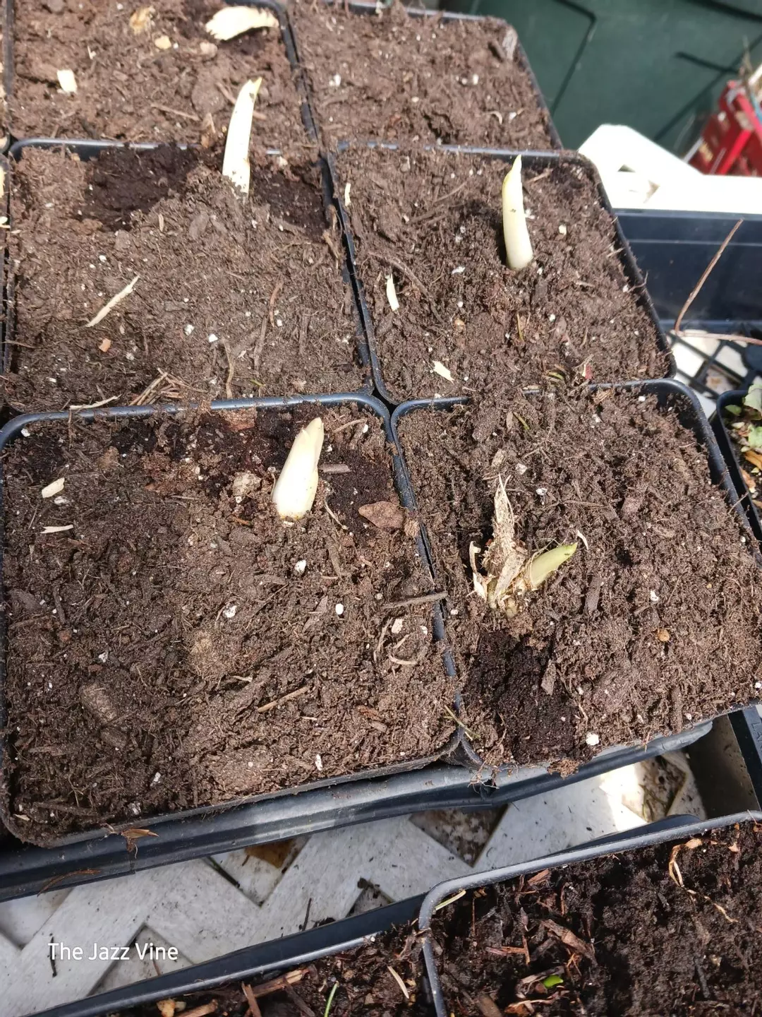 Hosta assorted (it's a surprise) thumbnail