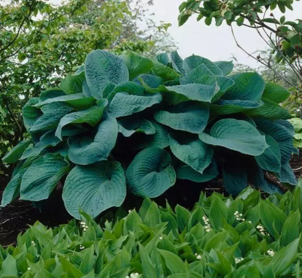Hosta big daddy thumbnail