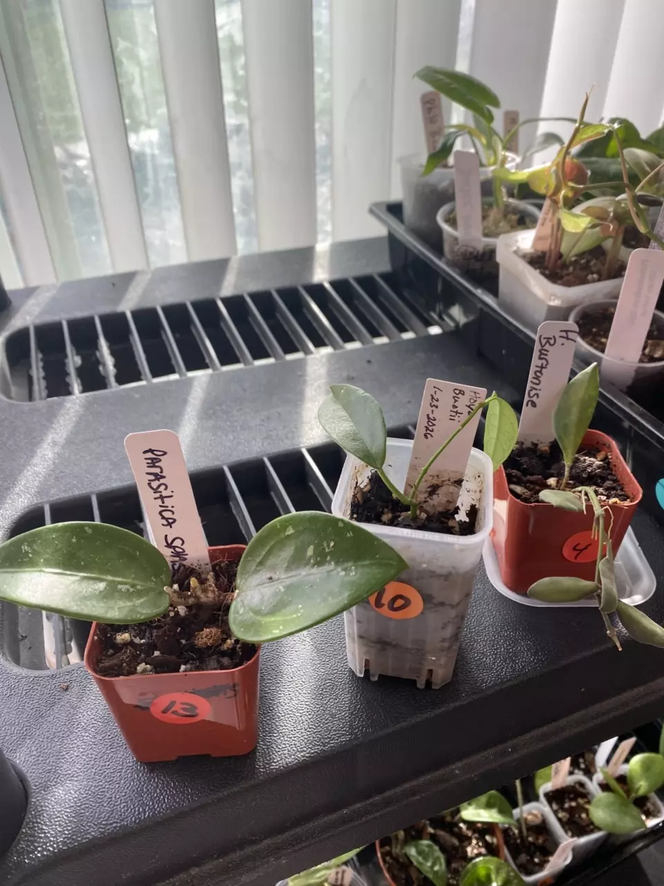 Trio Hoya bundle thumbnail