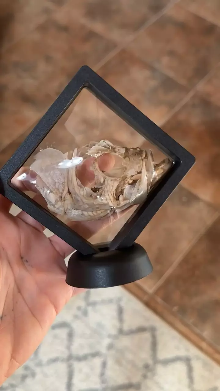 Ethically Sourced Fish Skull in 3D Floating frame display thumbnail