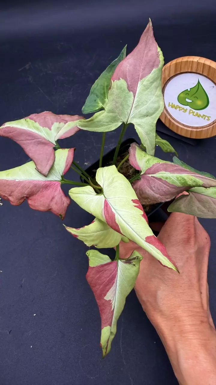 Syngonium Orm Nagpum Tricolor thumbnail