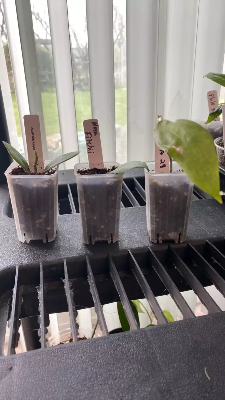 Set of 3 Hoyas thumbnail