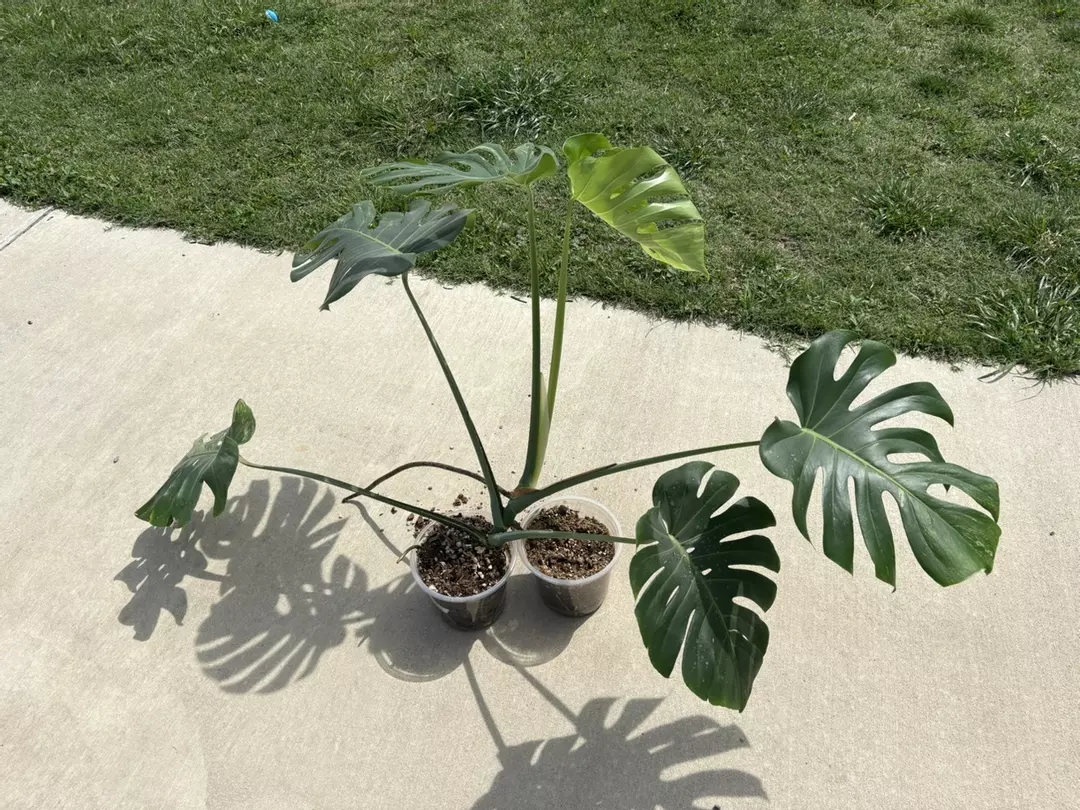 Monstera Ocean Mint thumbnail