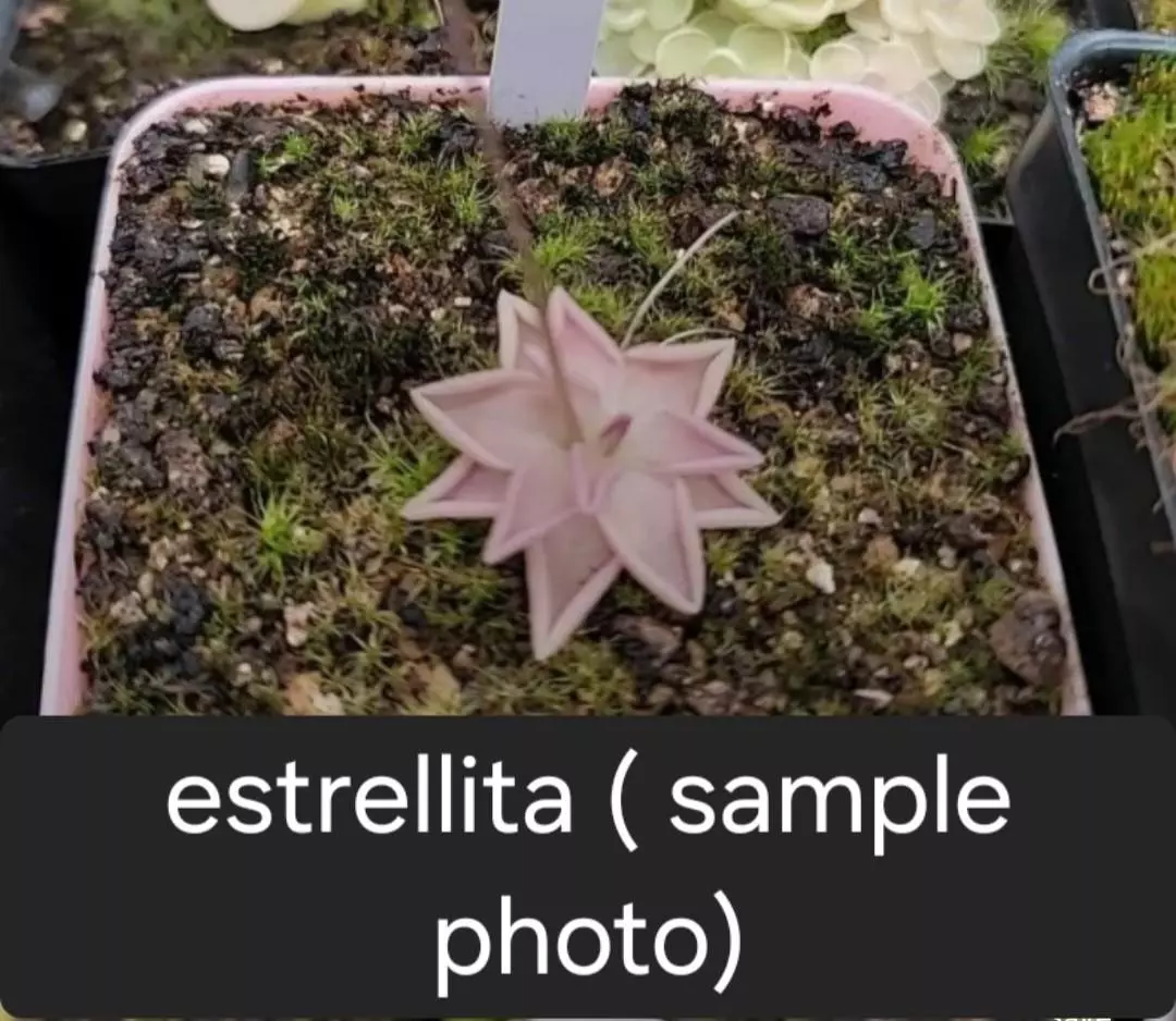 Ping Estrellita thumbnail