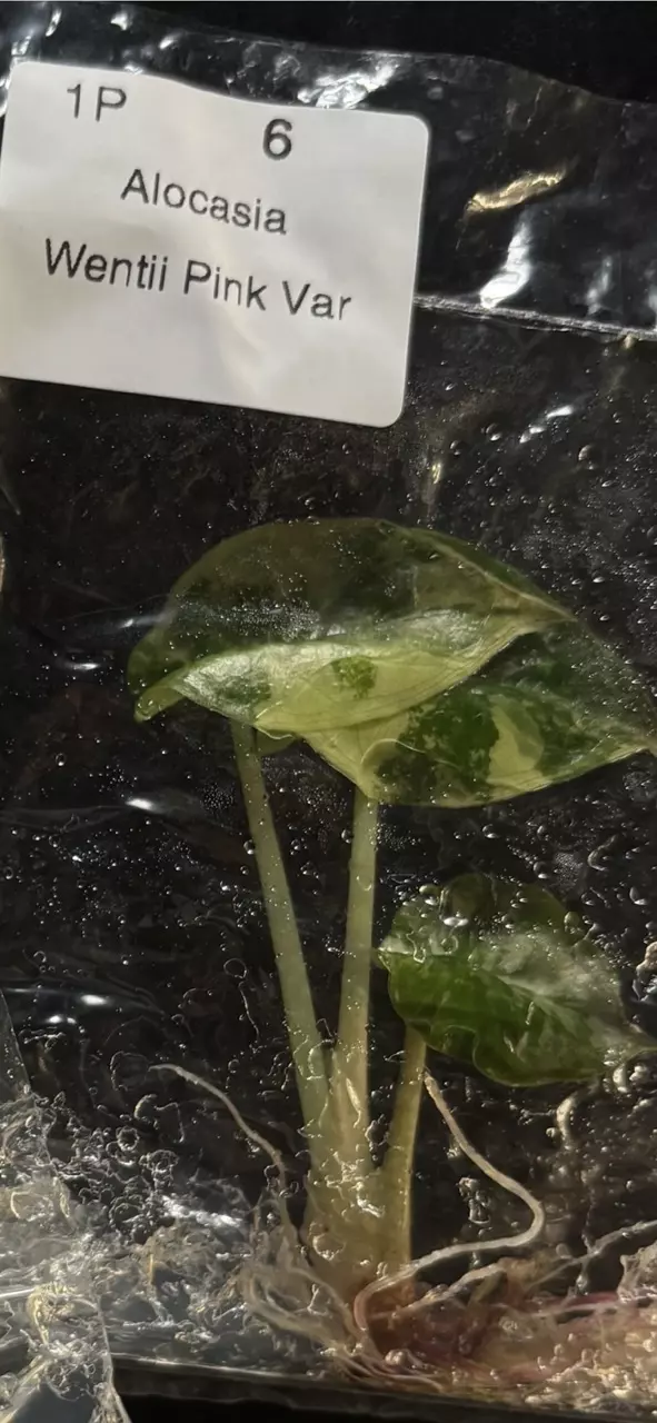 Preorder Wentii pink TC thumbnail