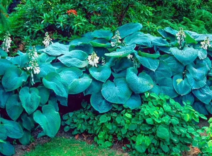 Hosta sieboldiana elegans thumbnail