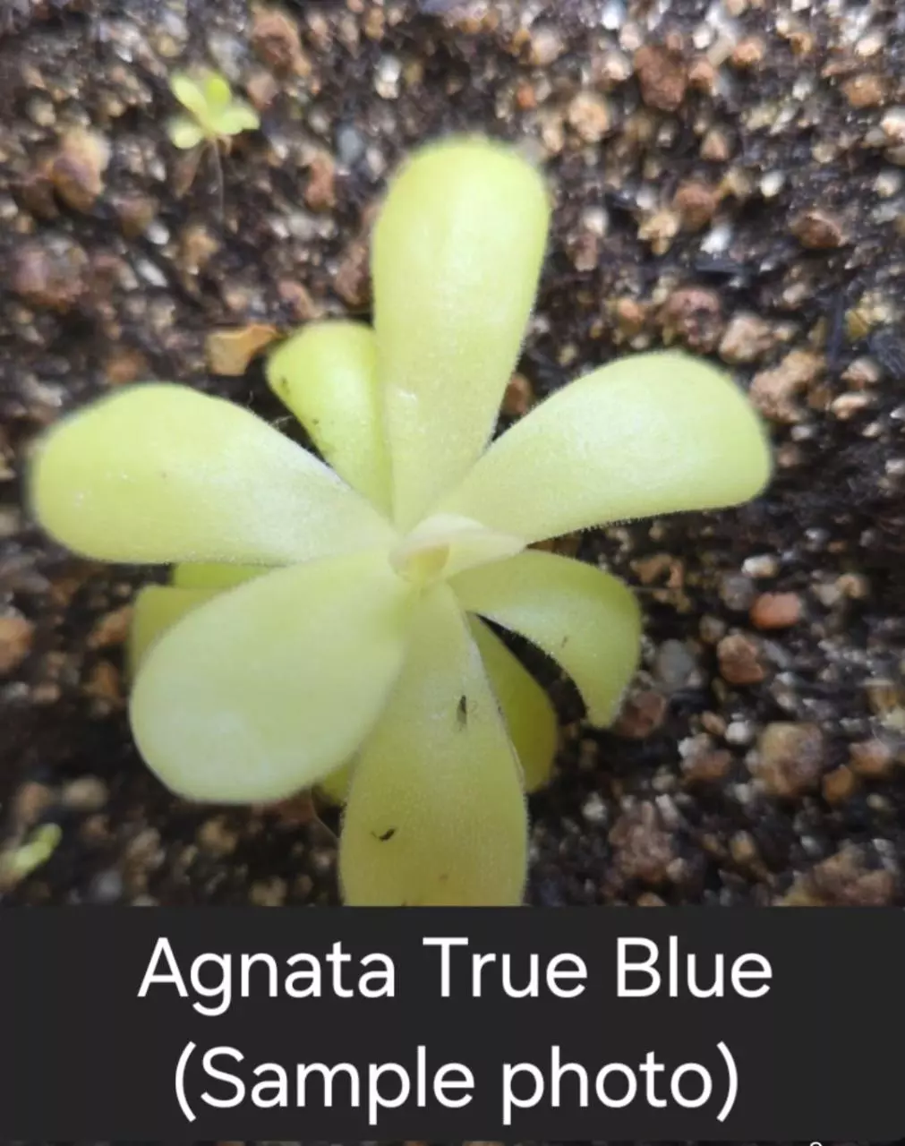 Ping Agnata True Blue thumbnail