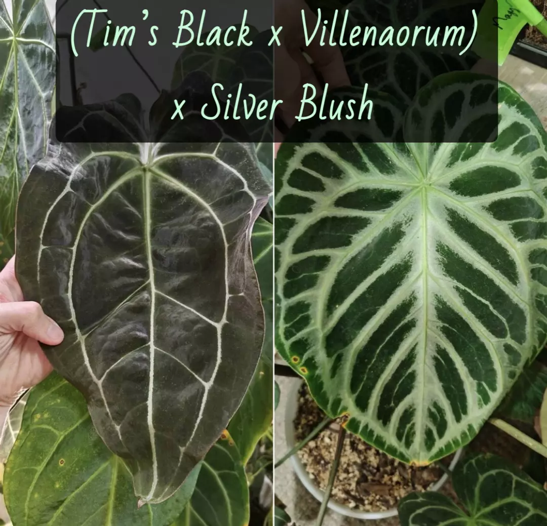 Anthurium (Tim’s Black x Villenaorum) x Silver Blush thumbnail