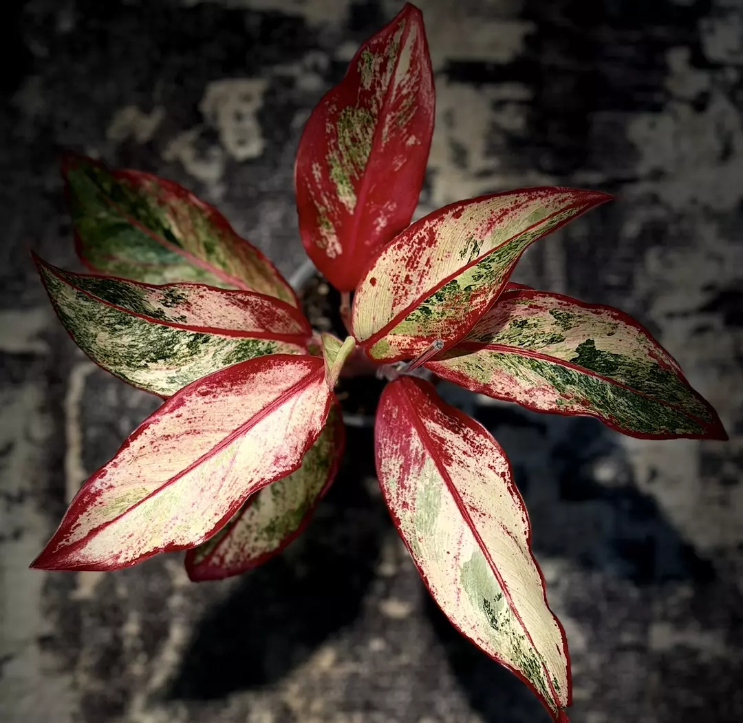 Aglaonema Siam Pink Var thumbnail