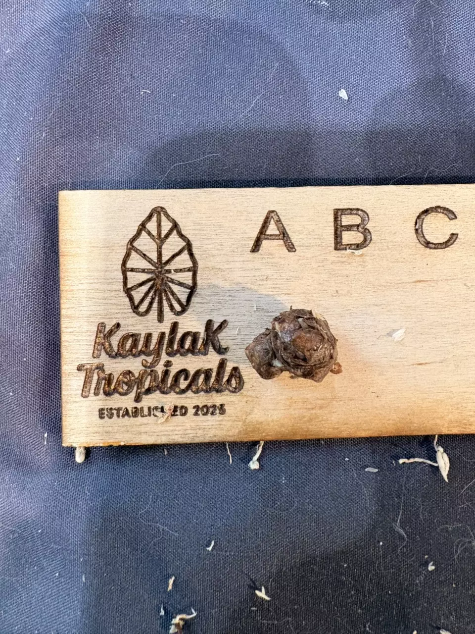 Ballon Heart 3 headed CORM thumbnail