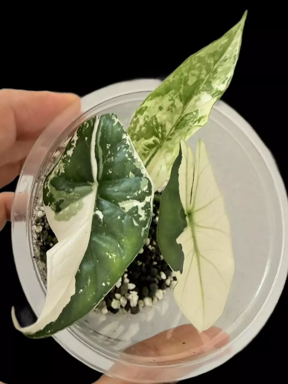 Simpo Albo Alocasia (A) thumbnail