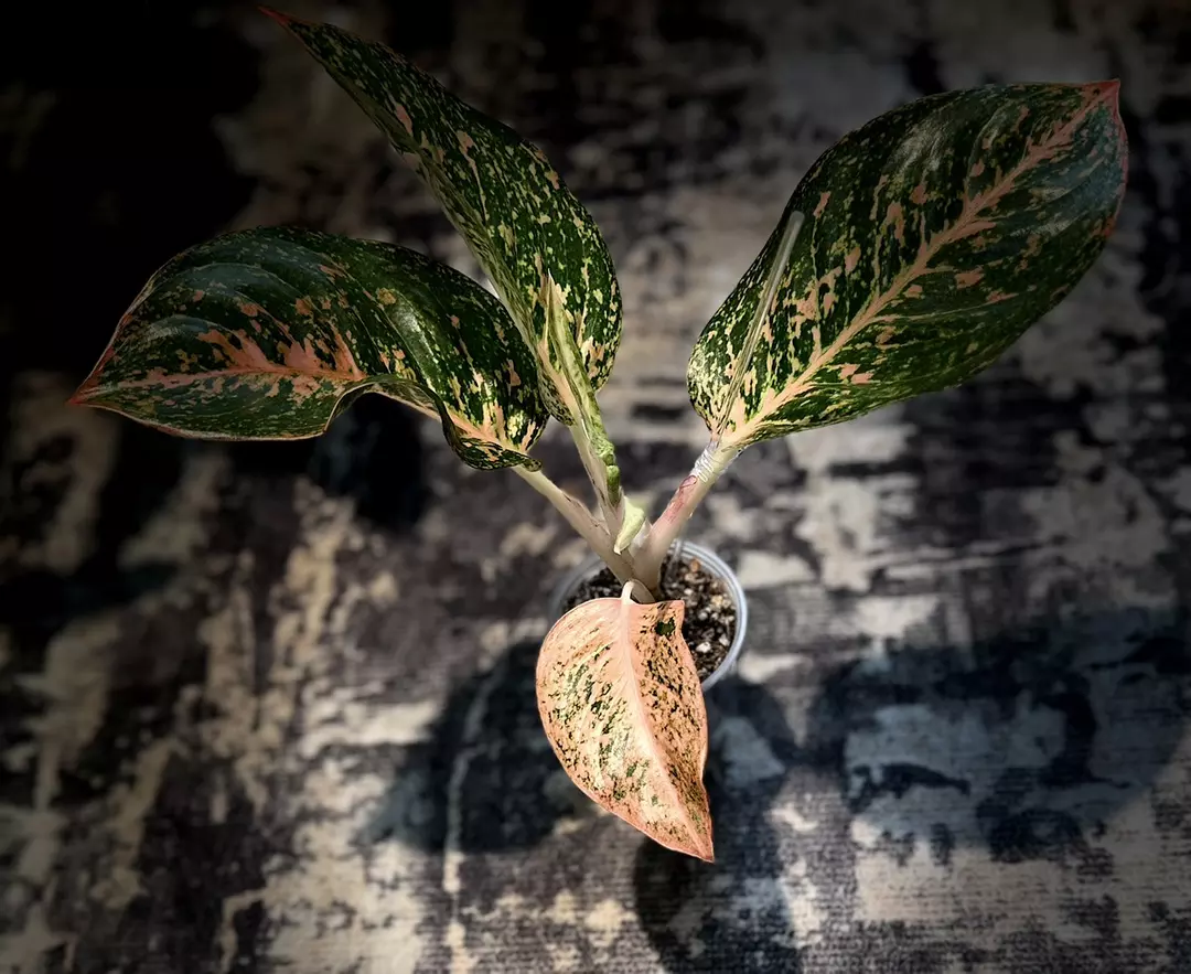Aglaonema Orange Burst thumbnail