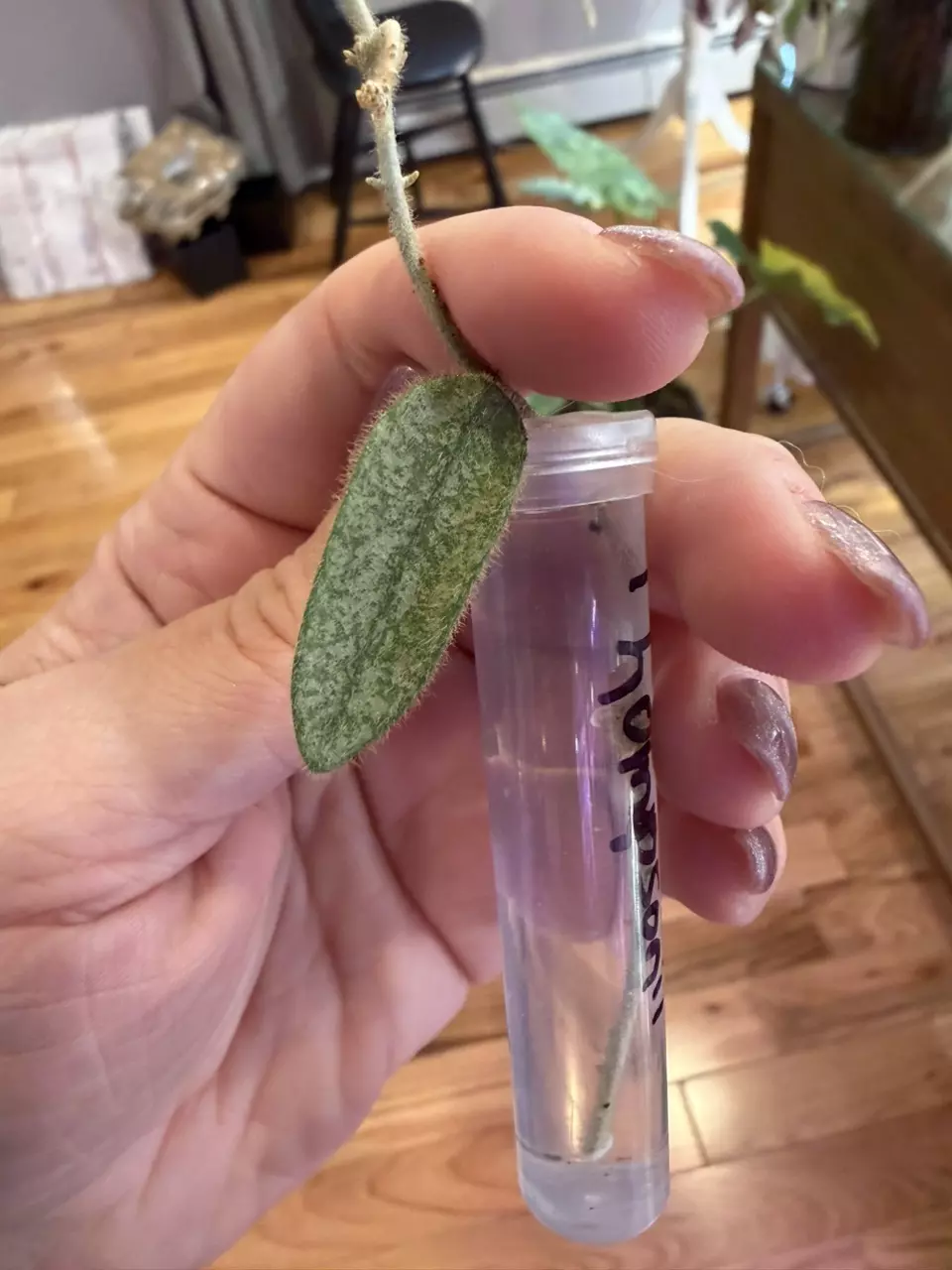 Thompsonii Hoya thumbnail