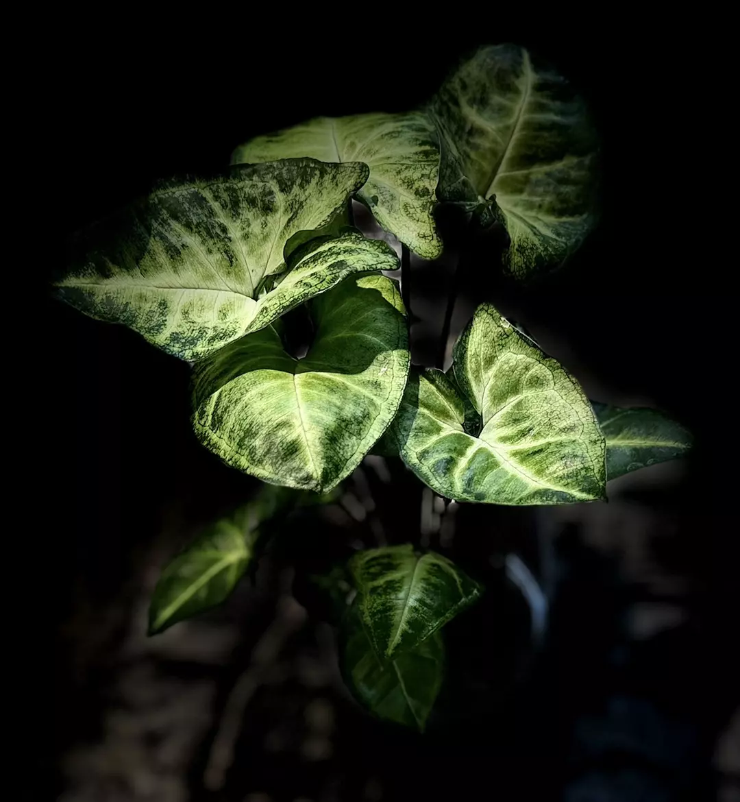 Syngonium pixie thumbnail