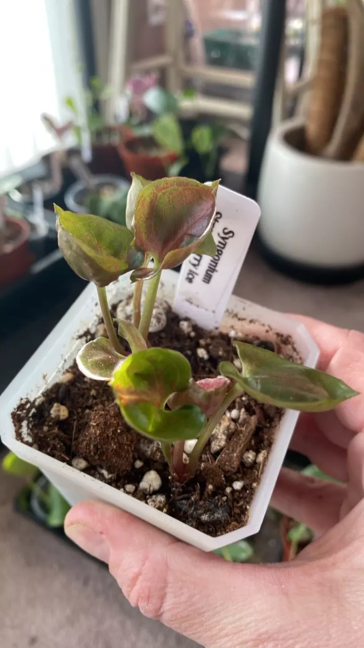 Strawberry Ice- 2 in planter thumbnail