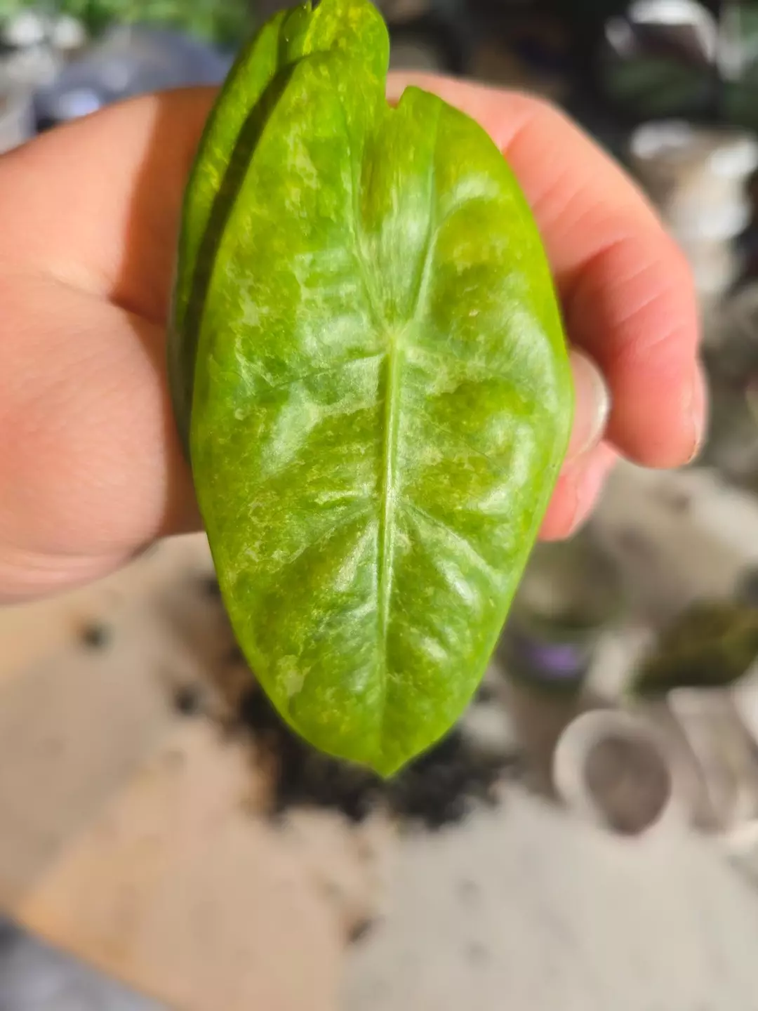 Alocasia Longiloba Mint Aurea corm, grower's choice thumbnail