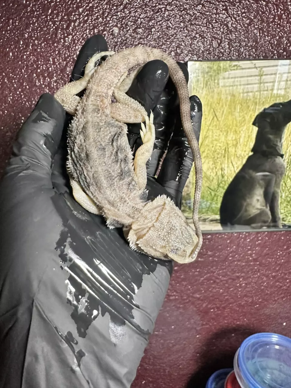 Ethically sourced Wet Specimen medium Bearded Dragon NO JAR thumbnail