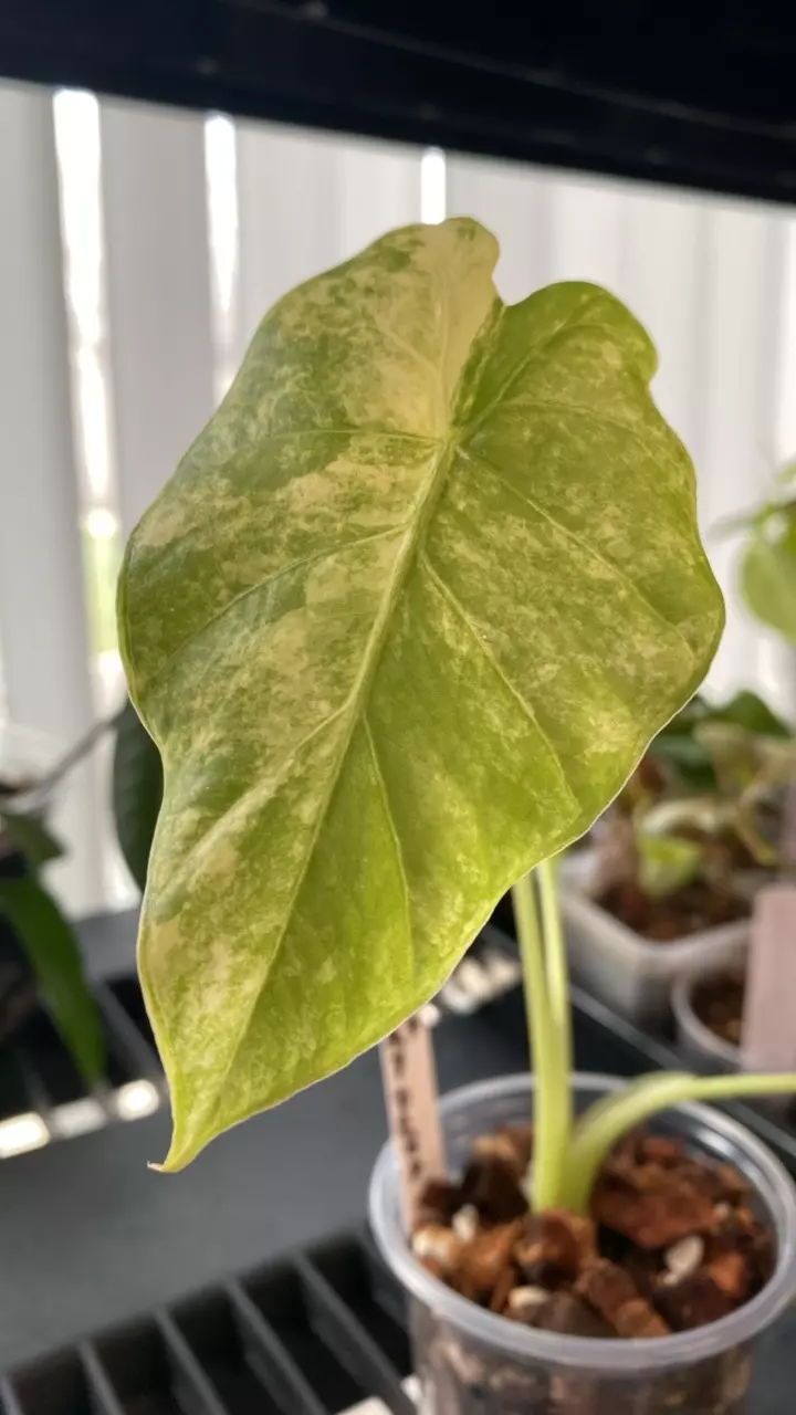 Alocasia Odora Aurea thumbnail