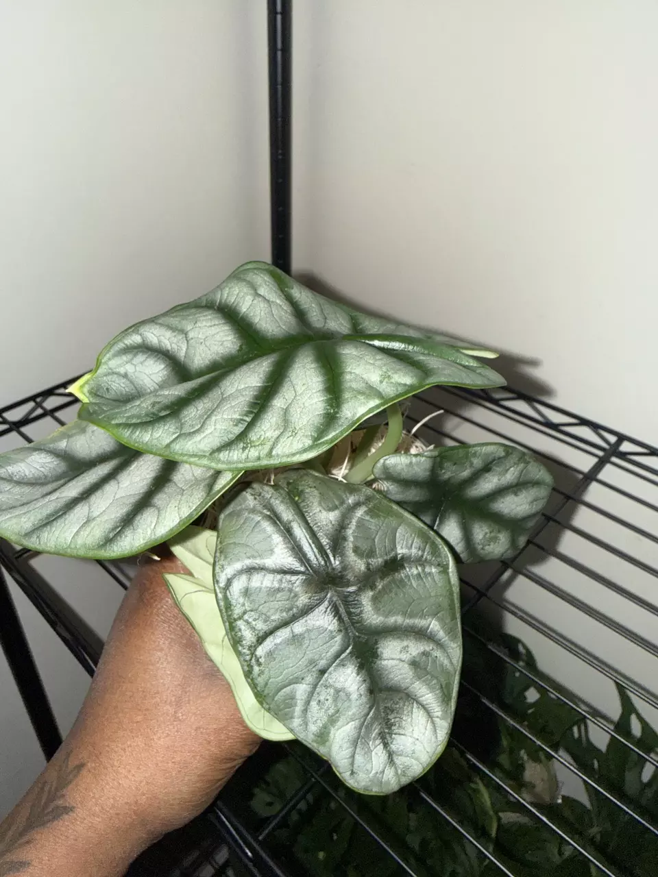 🌿 Alocasia ‘Silver Dragon 🌿 thumbnail