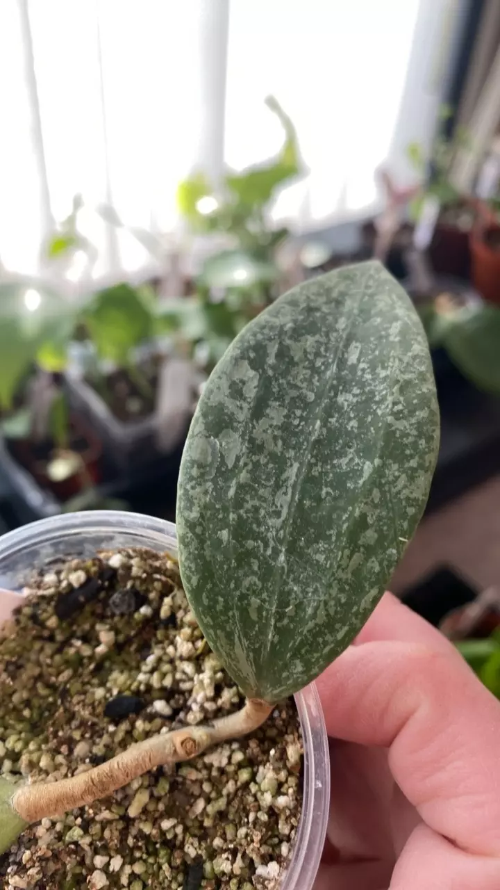 Hoya Rangsan Splash thumbnail