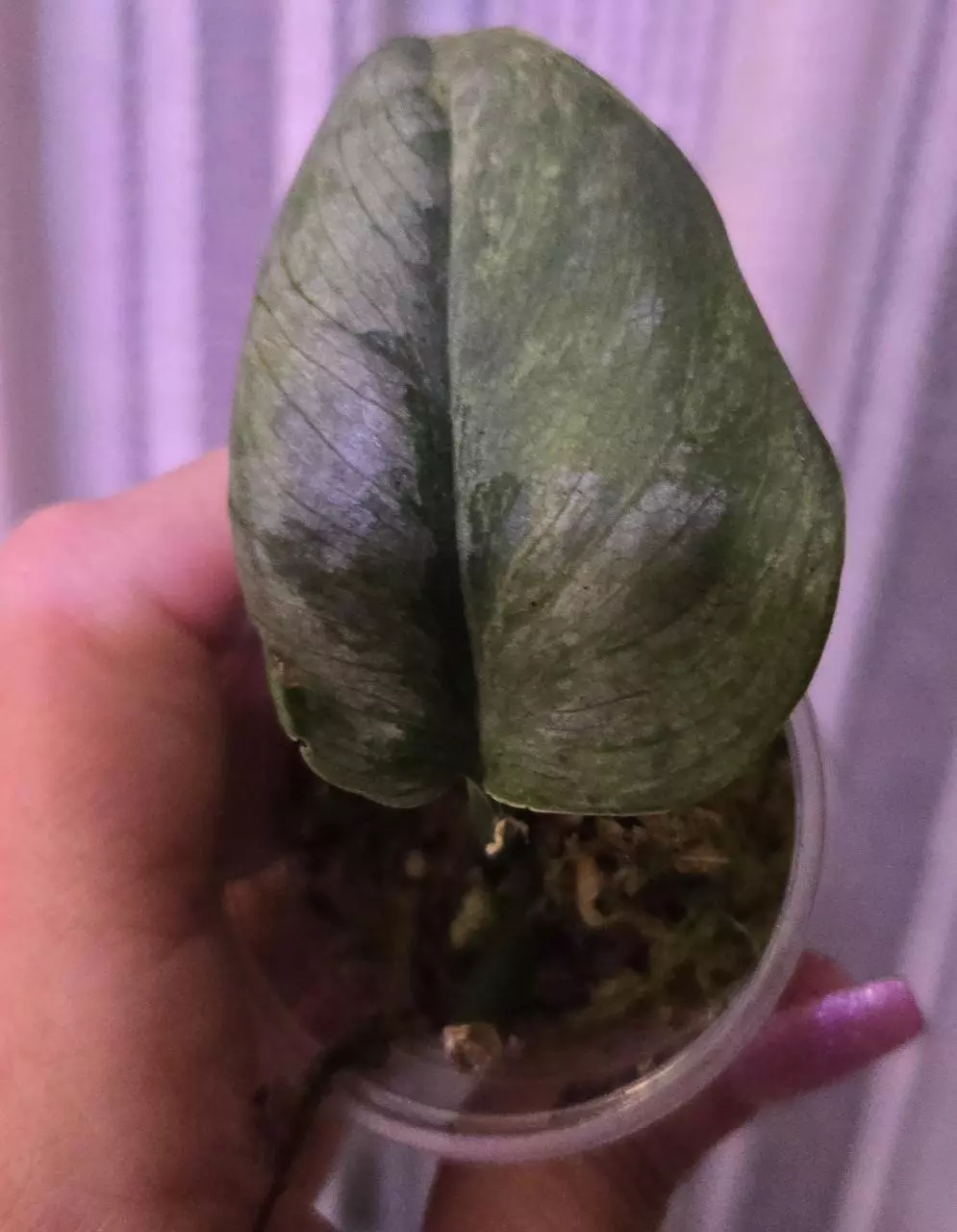 Pangrango Silver Splash Scindapsus thumbnail