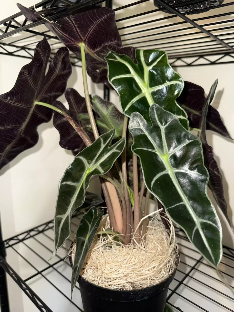 🌿 Alocasia ‘African Mask 🌿 thumbnail