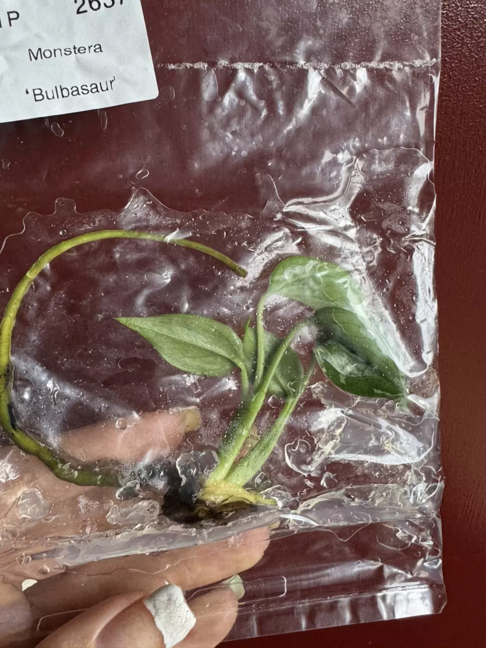 Monstera Bulbasaur thumbnail