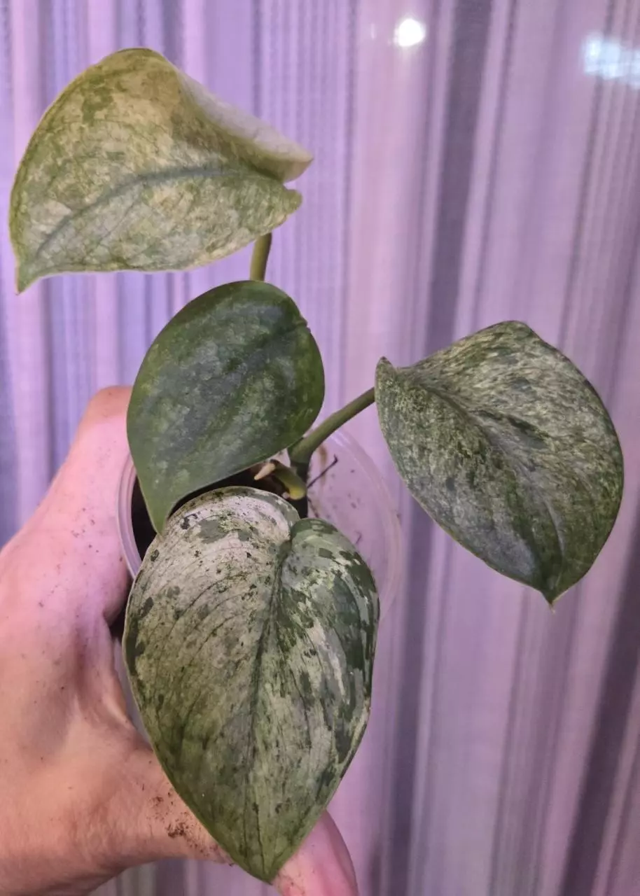 Creme Brulee Scindapsus thumbnail