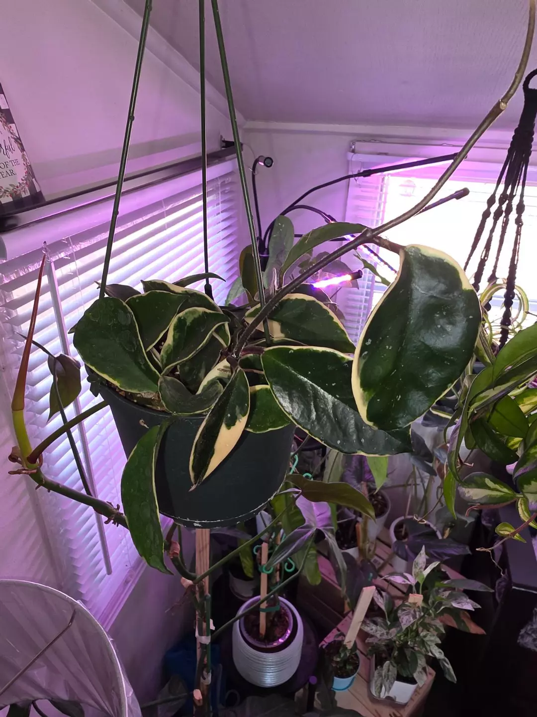 Hoya Krimson Queen 6 in HB thumbnail