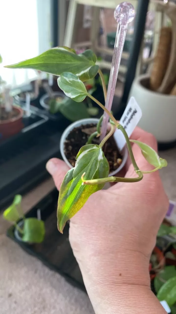 Philodendron halo Mican variegated thumbnail
